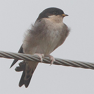 Asian House-Martin